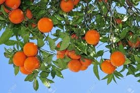 Søt Appelsin naturlig eterisk olje